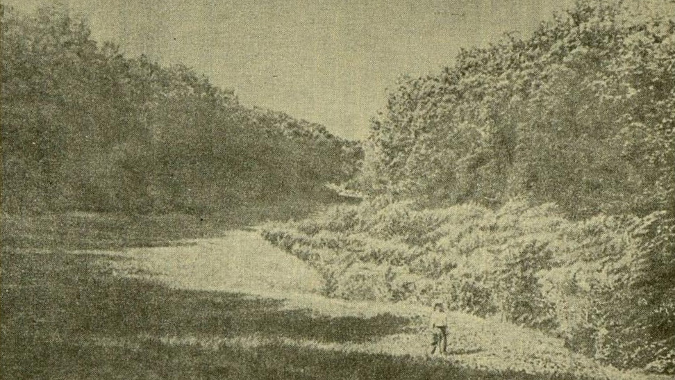 Лесные полосы в Каменной степи, посаженные В.В.Докучаевым. Фото: https://elib.rgo.ru