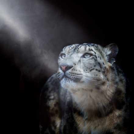 Snow leopard. Photo: Oleg Bogdanov, participant of the RGS’s contest