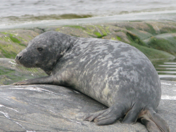 Серый тюлень, отдыхающий на острове Малый Соммерс