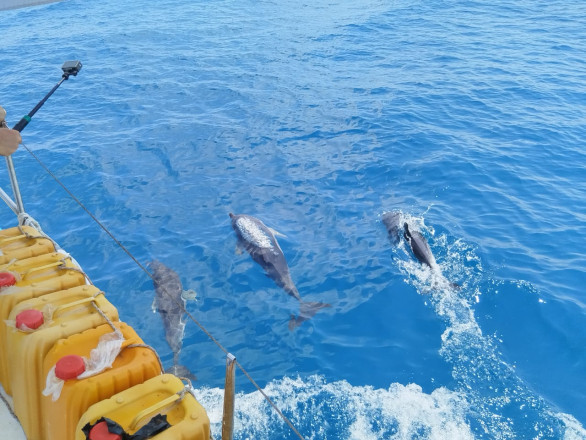 Дельфины Черного моря. Фото участников экспедиции