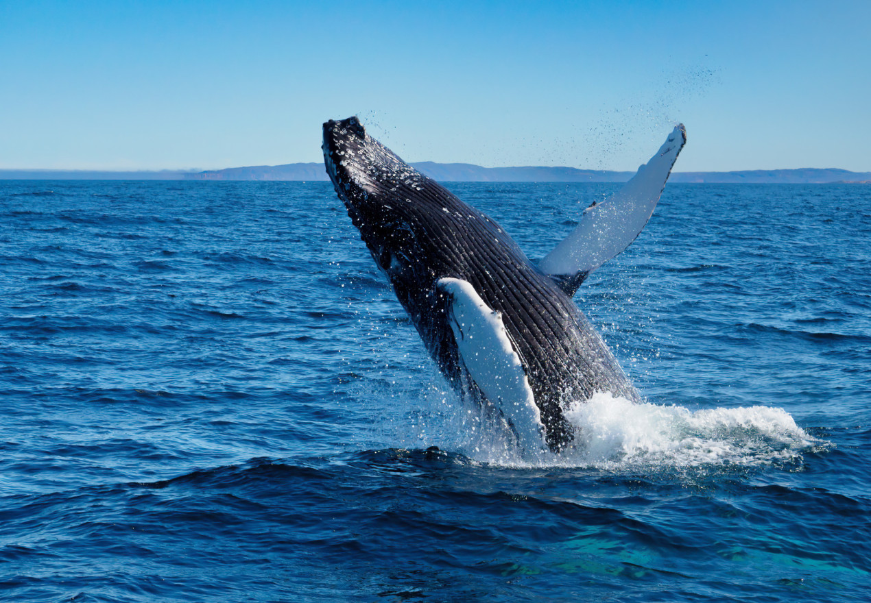 Прыжок кита-полосатика около Териберки. Фото: Михаил Пискунов, участник конкурса РГО 