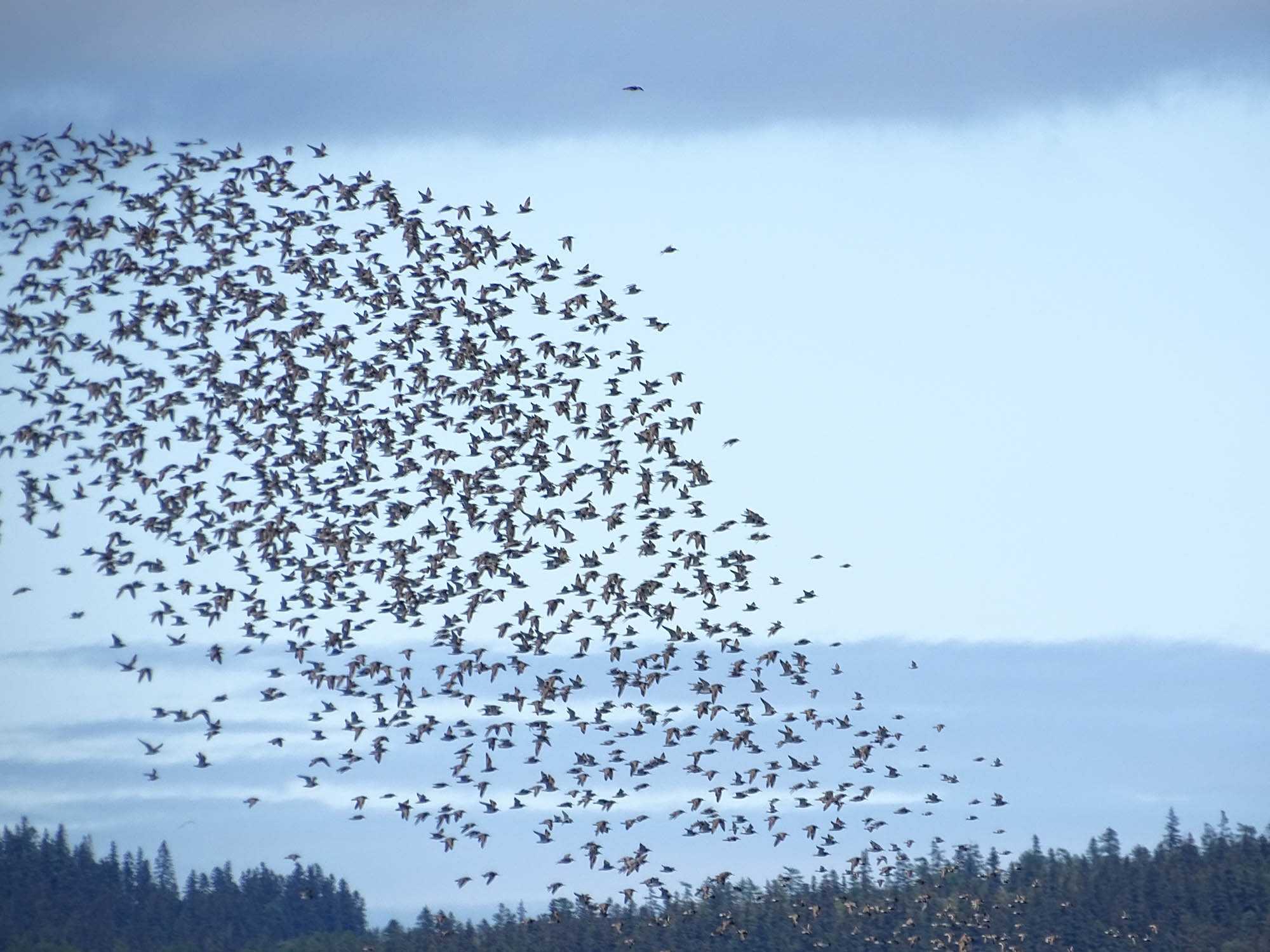 Кулики являются наиболее массовой группой птиц морских заливов Юго-Западного Приохотья. Фото предоставлено участниками экспедиции