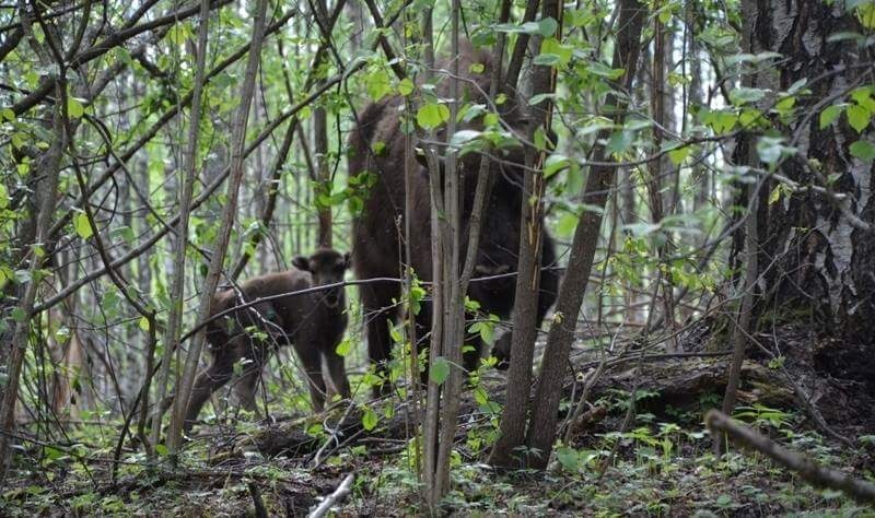 Зубриха с зубренком в национальном парке \