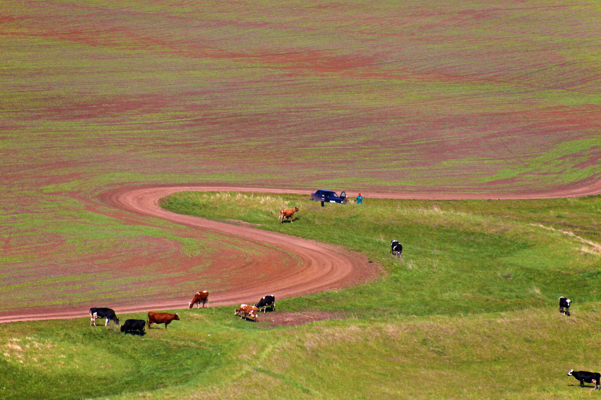 Коровы на пастбище у пашни. Фото: Николай Дуткин, участник конкурса РГО «Самая красивая страна»
