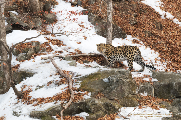 Дальневосточный леопард. Национальный парк 