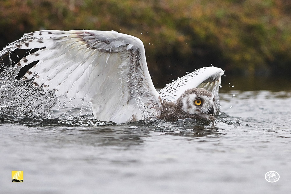Белая сова переплывает реку