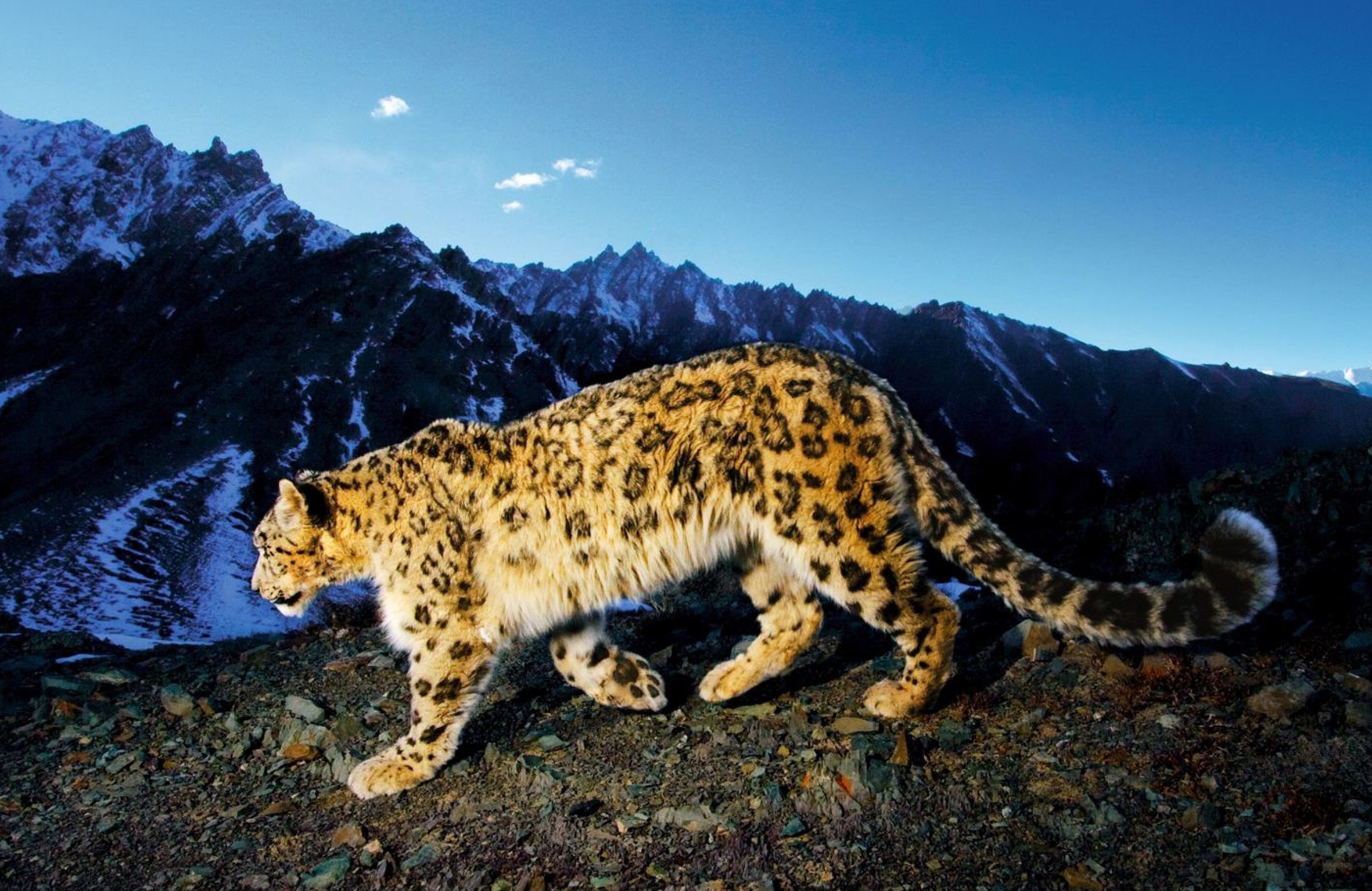Изображение переднеазиатского леопарда, зафиксированное фотоловушкой. Фото предоставлено Дагестанским республиканским отделением РГО