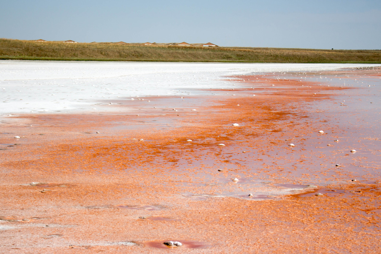 Красное цветение на гипергалинном озере Грузское. Фото предоставлено участниками экспедиции - сотрудниками ЮНЦ РАН
