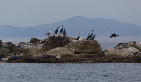 Bering cormorants and seagulls Pacific