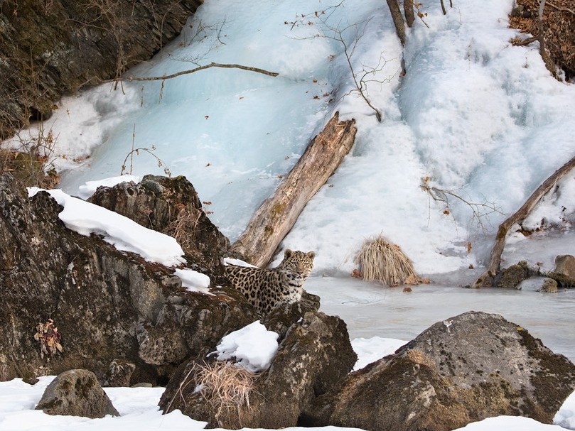 Леопардесса Бери на фоне замерзшего водопада. Фото: Николай Зиновьев