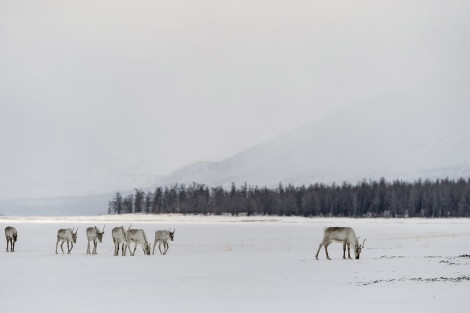 The deer on the Putorana Plateau. Photo by Sergey Gorshkov