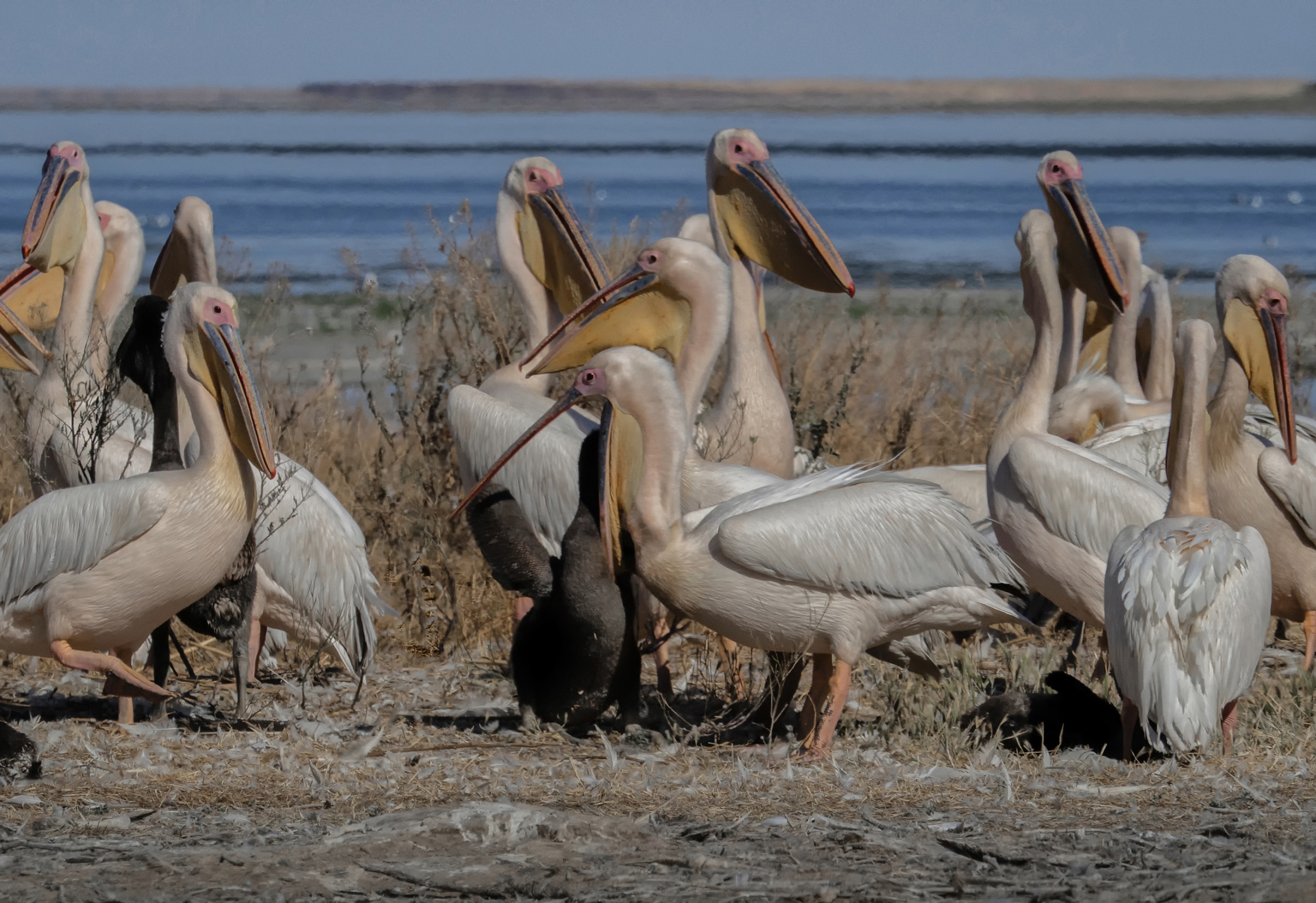В древности верили, что пеликан кормит птенцов своей плотью. Фото: Ольга Католичук