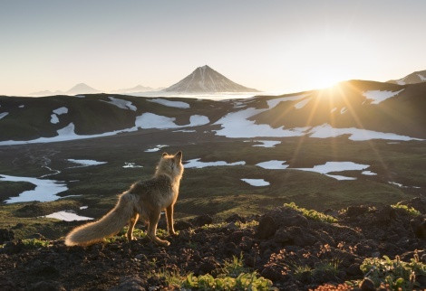 «The wise fox». Author is Alexander Zus`, finalist of the II photo contest of the Russian Geographical Society «The most beautiful country»