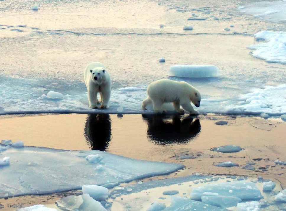 Белые медведи в Арктике. Фото: Татьяна Матвеева / лаборатория климатологии Института географии РАН 