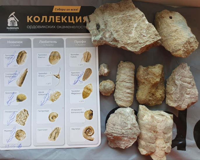 Коллекиця окаменелостей Путиловского карьера. Фото: vk.com/paleo_expeditions