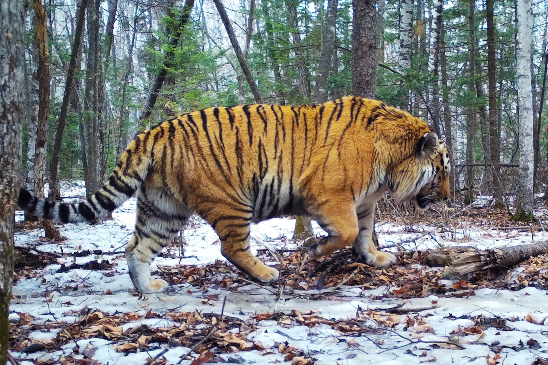 Исполин T38: в нацпарке "Земля леопарда" определили самого крупного тигра -  Новости РГО