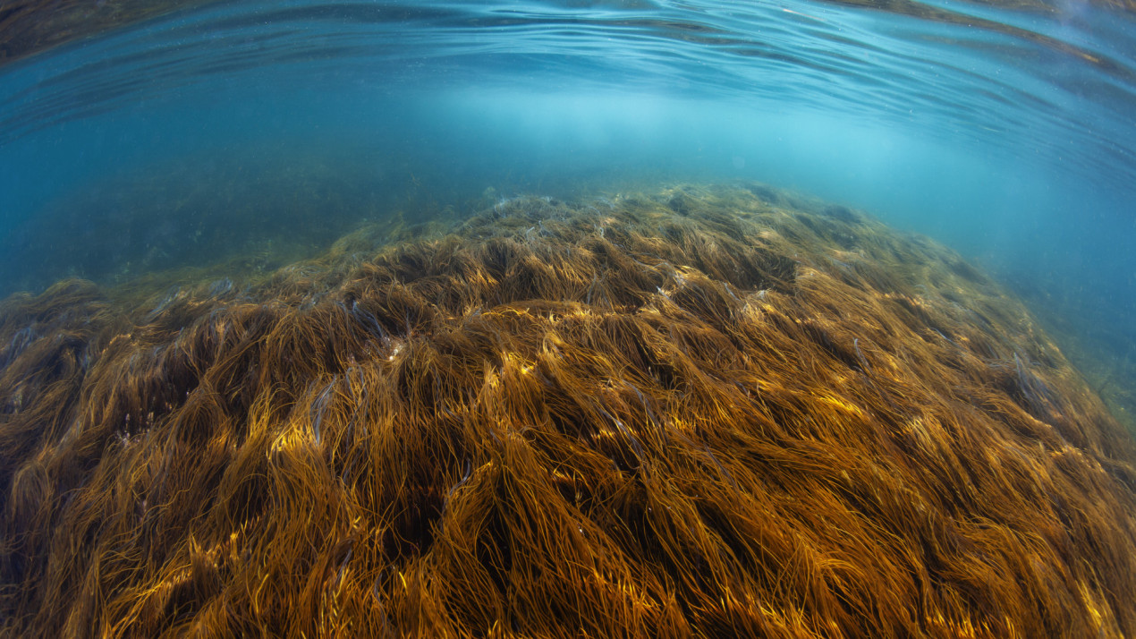 Водоросли Охотского моря. Фото: Андрей Нарчук, участник фотоконкурса РГО «Самая красивая страна»