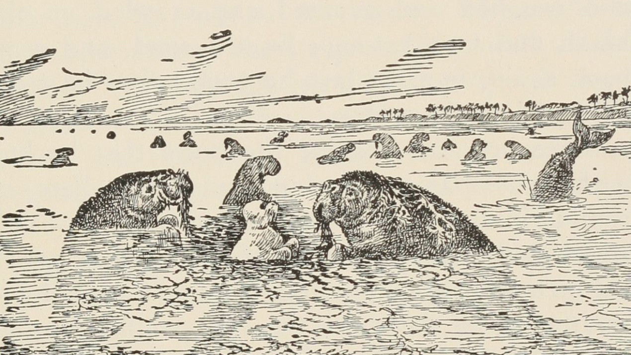 «Их невозможно сосчитать, они бесчисленны»... Фото: https://ru.wikipedia.org