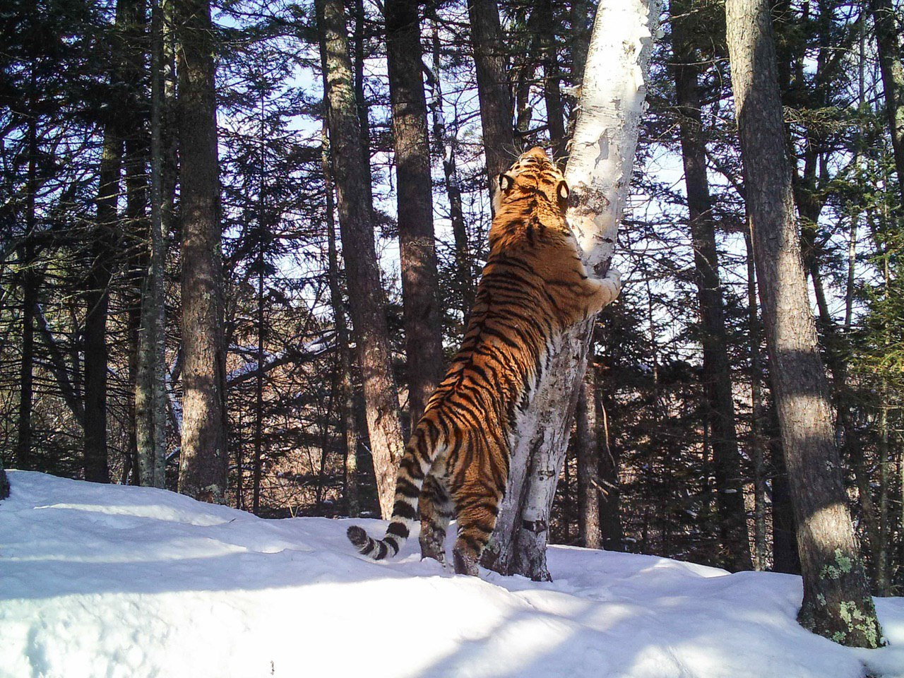 Амурский тигр, Национальный парк 