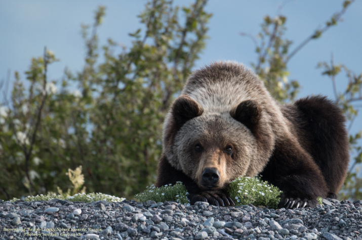 Бурый медведь, сибирский подвид. Байкало-Ленский заповедник (Иркутская область). Фото: Светлана Горбатых