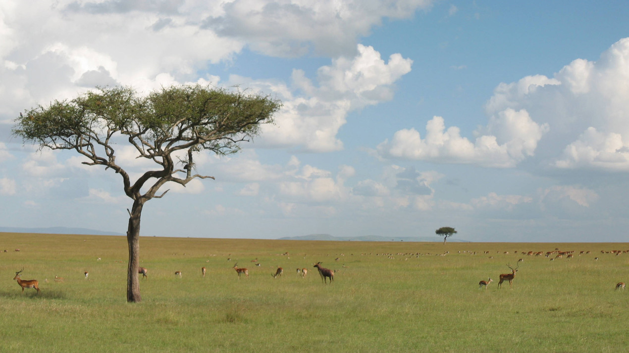 Саванна в Кении. Фото: wikipedia.org