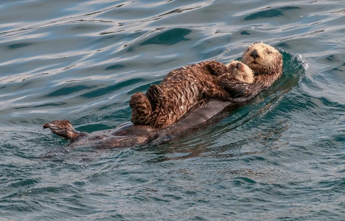 Работа японского фотохудожника Тосидзи Фукуды из серии «Природа без границ»