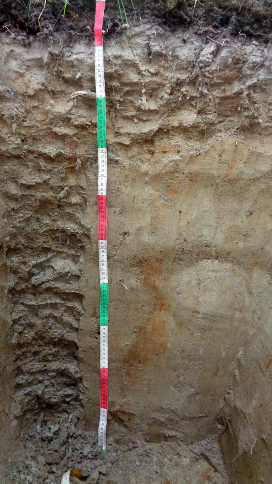 Фотография дерново-подзолистой почвы, выкопанной на возвышенности под названием Тобольский материк. Фото предоставлено пресс-службой географического факультета МГУ