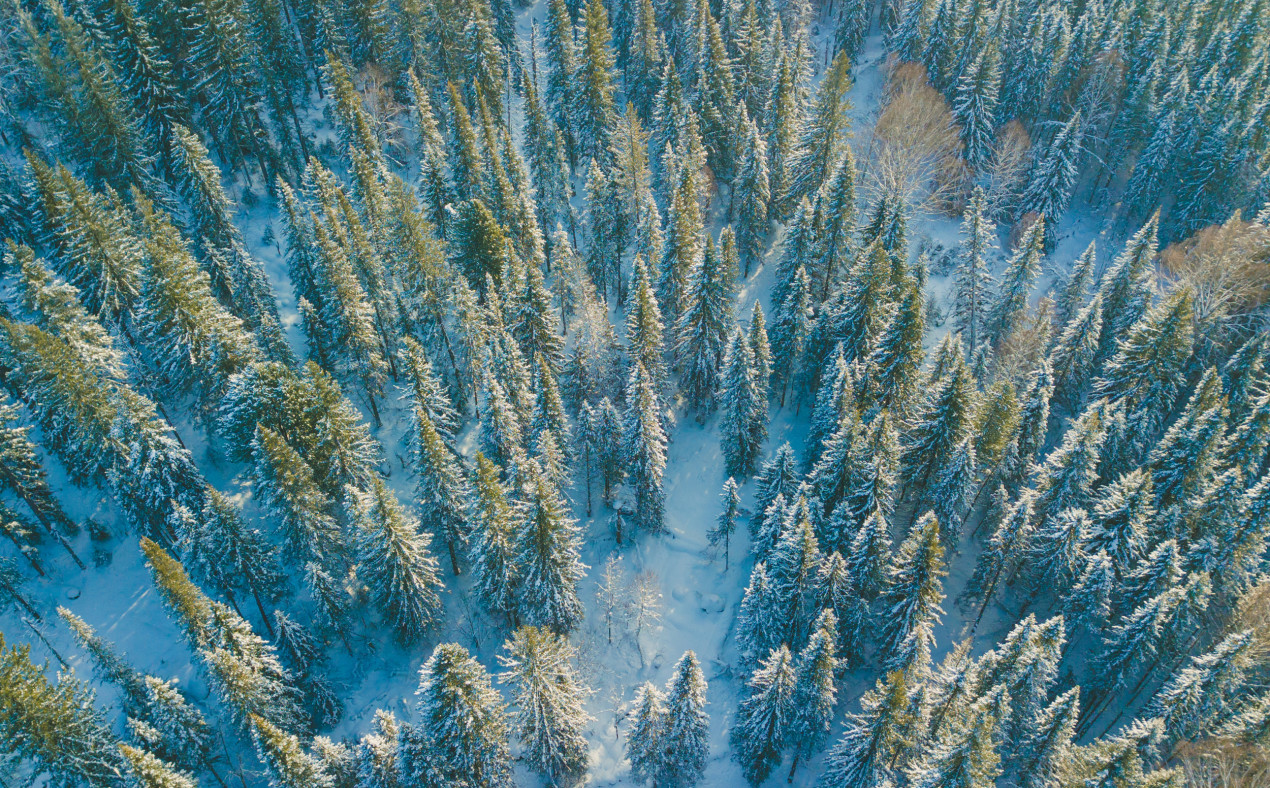 Сибирский лес. Фото: Юрий Лобачев,  участник фотоконкурса РГО 