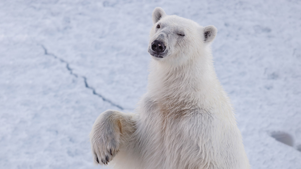 Белый медведь подмигивает вам. Фото: Илья Тимин, участник конкурса РГО «Самая красивая страна»