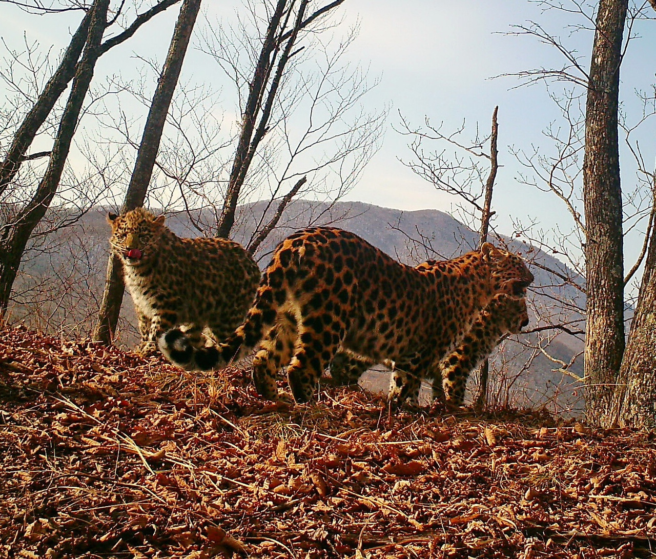 в национальном парке земля леопарда