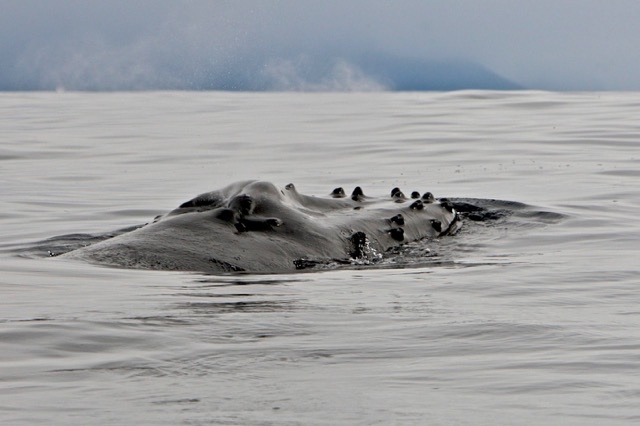 Голова горбатого кита, о. Беринга, 2012 г. Фото: Александр Бурдин