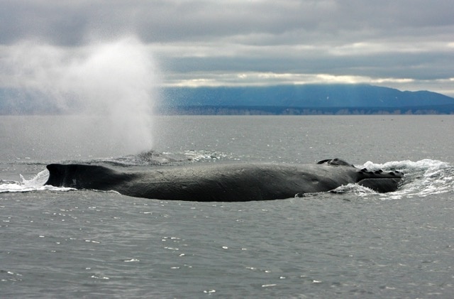 Горбатые киты, Карагинский залив, 2005 г. Фото: Александр Бурдин