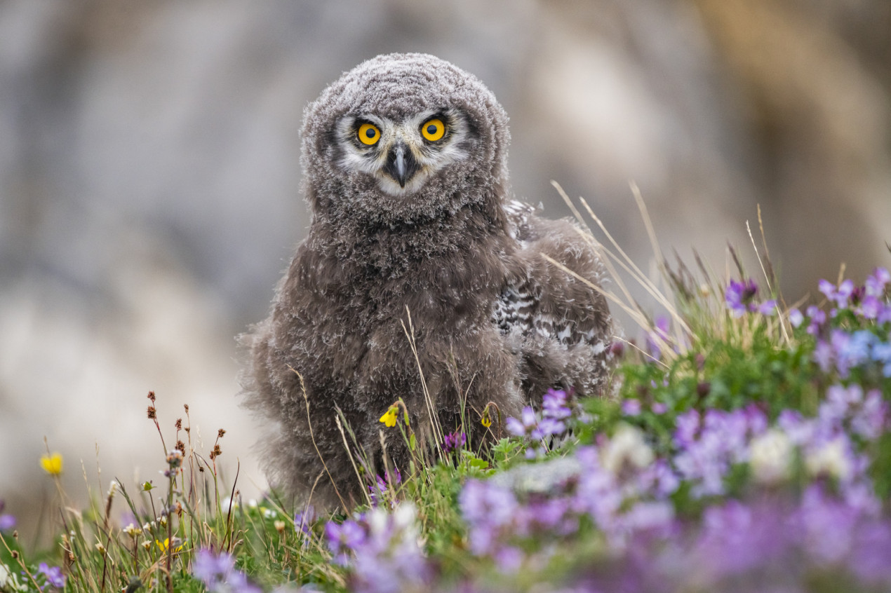 In the far Arctic. Photo: Vitaly Novikov, participant of the RGS's contest 