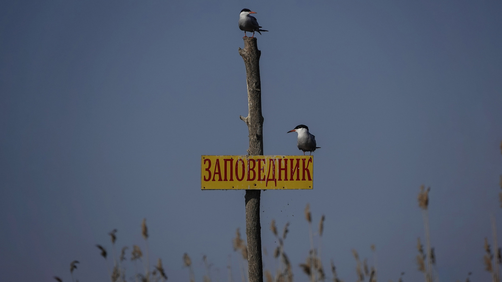Два сторожа Астраханского биосферного заповедника. Фото: Анна Лукьянчикова, участник фотоконкурса РГО «Самая красивая страна»