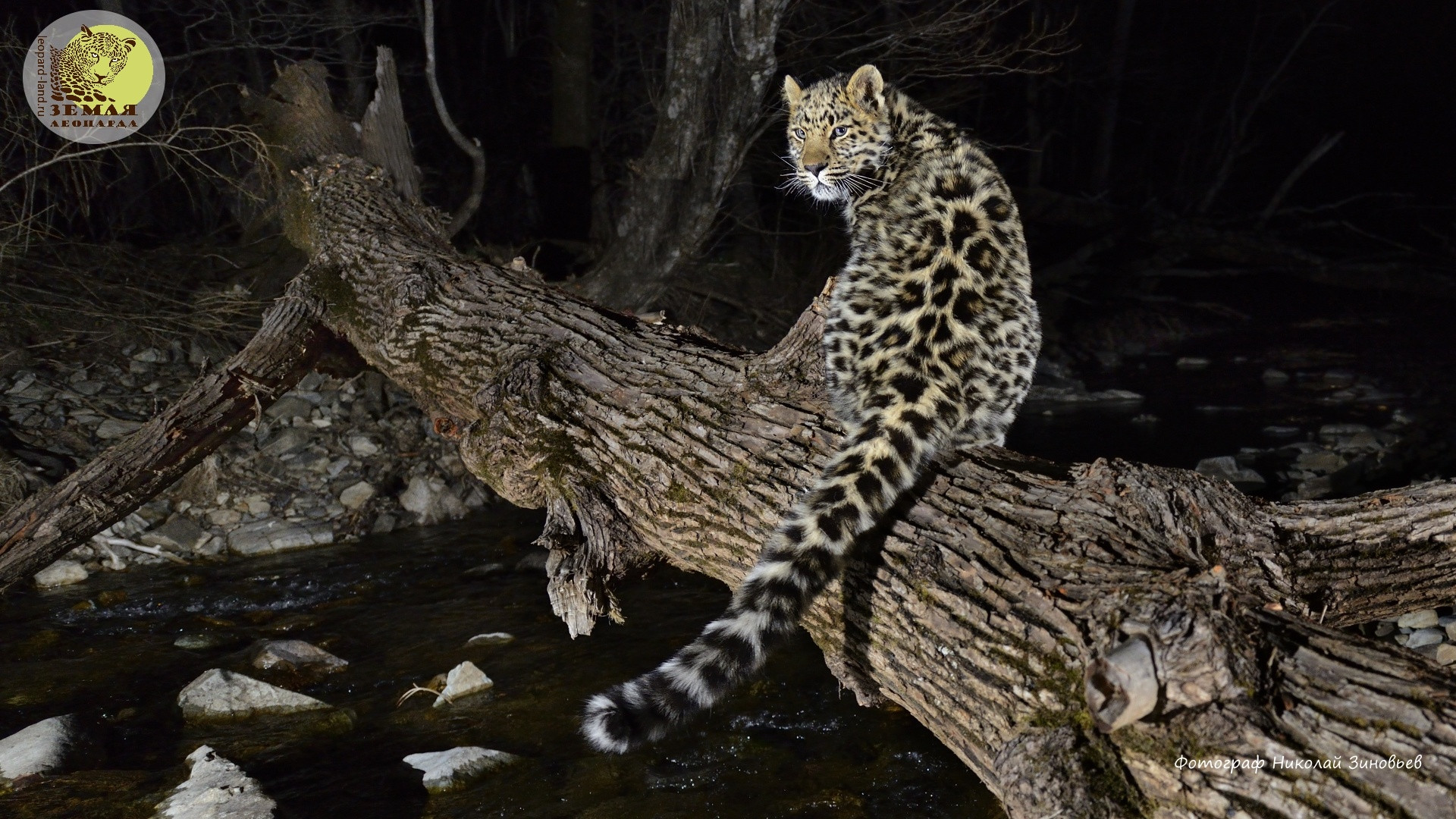 Фото: leopard-land.ru