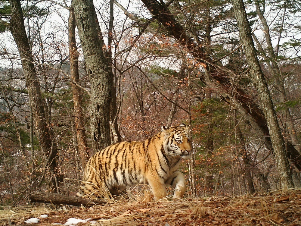 Котенок-тигр. Фото предоставлено ФГБУ \