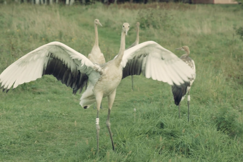 Когда журавли встают на крыло. Кадр из фильма «Территория привязанности». Фото предоставлено Киностудией Горького 