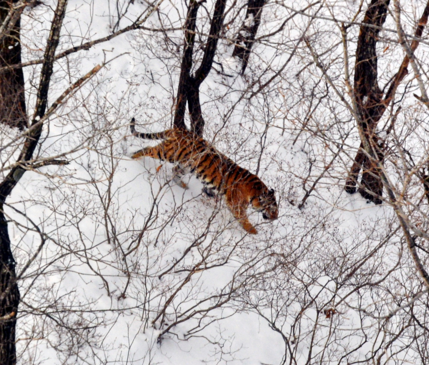 Незнакомый тигр идёт по тайге. Фото: национальный парк 
