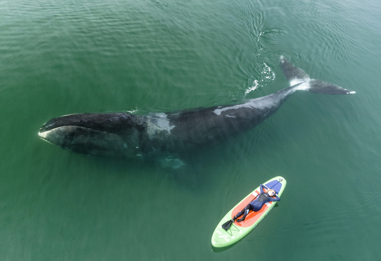 Это единственный вид усатых китов, проводящий всю жизнь в полярных водах. Фото: Михаил Коростелев