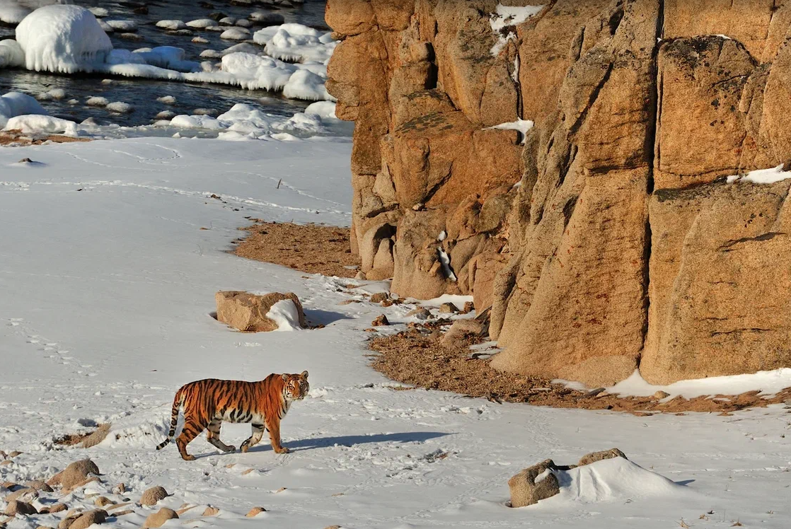 Amur tiger. Lazovsky Nature Reserve (2012). Photo: Toshiji Fukuda