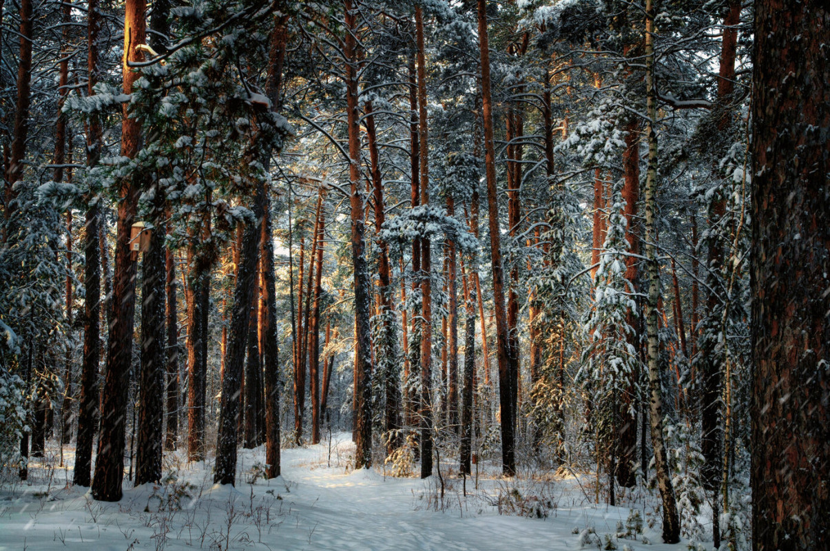 Бор зимой. Фото: Виктор Сосунов