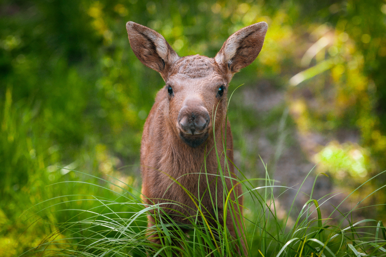 Обитатель национального парка «Лосиный Остров». Фото: Наталья Блохина, участник конкурса РГО «Самая красивая страна»