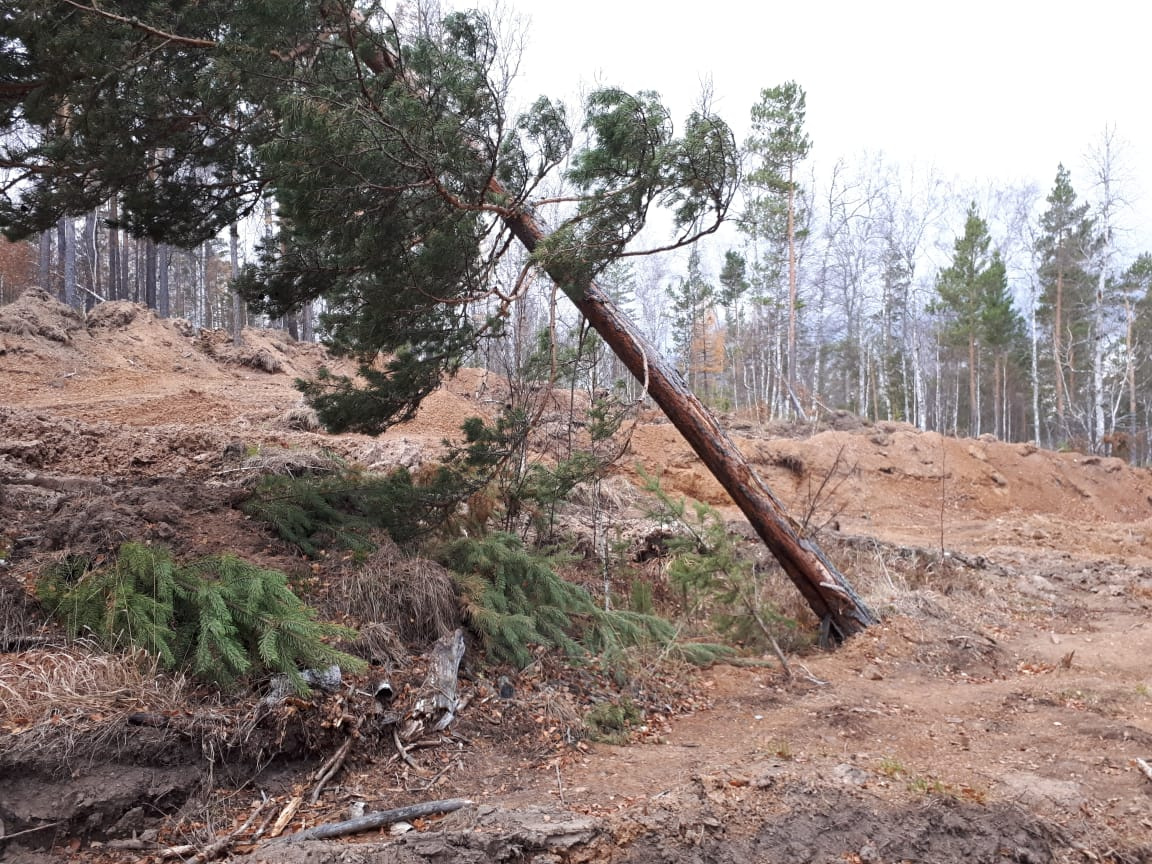 Последствия геологоразведки в лесах Крыктытау; фото предоставлено членами комиссии