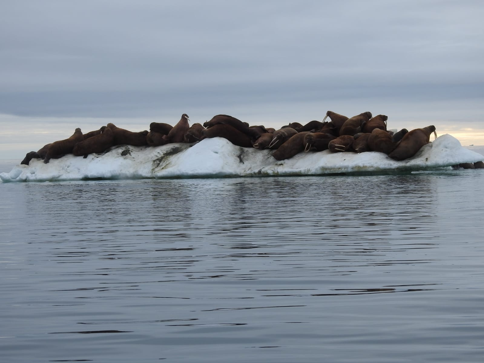 Двоих моржей снабдили датчиками, чтобы точно выяснить их маршруты по воде. Фото: Павел Кулемеев