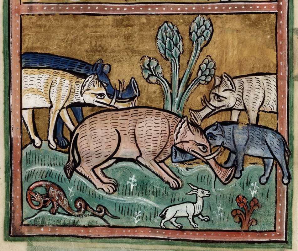 Средневековые европейские представления об анатомии слонов. Фото: национальная библиотека Великобритании