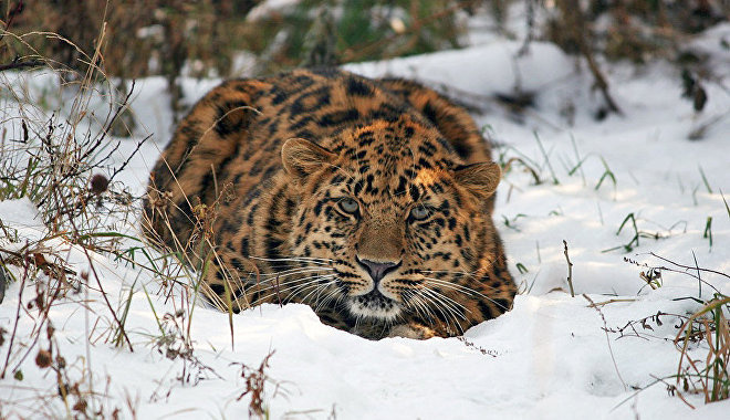 Leo 80M. Фото предоставлено пресс-службой ФГБУ