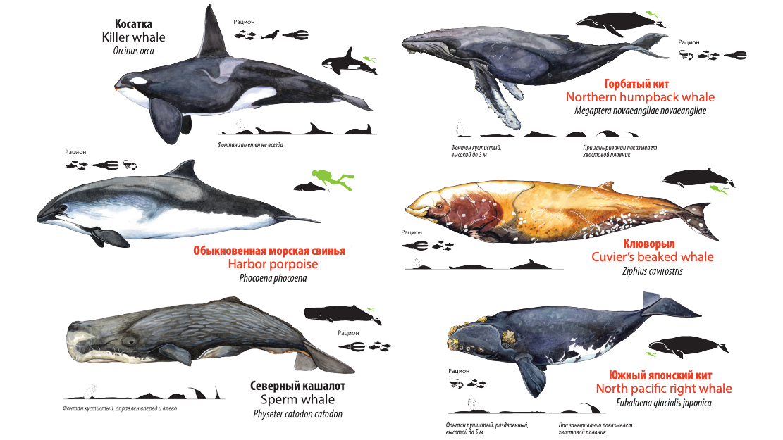 Определитель китообразных Кроноцкого заповедника