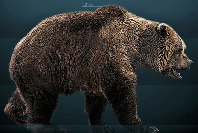 Реконструкция бурого медведя. Фото: wikipedia.org