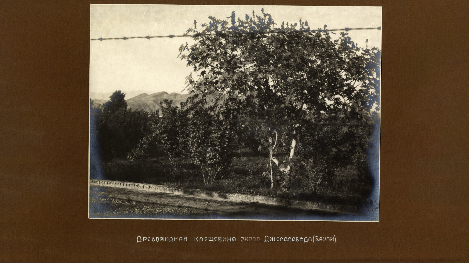 Древовидная клещевина около Джелалабада (Баули). Фото: Научный архив РГО