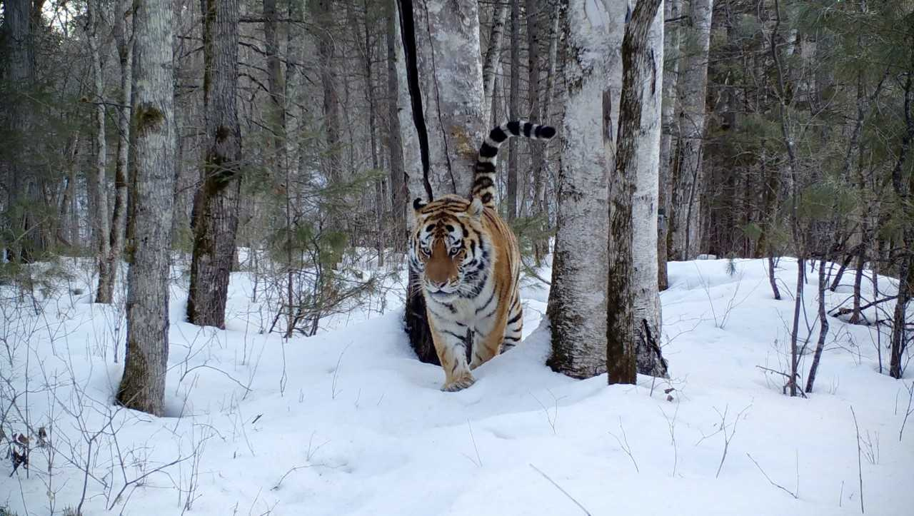 Амурский тигр. Хозяин тайги